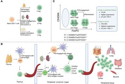 Antibody-based cancer immunotherapy by targeting regulatory T cells